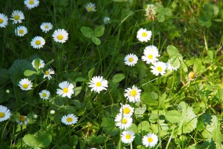 Garten_Ziezenbacher_1.jpg