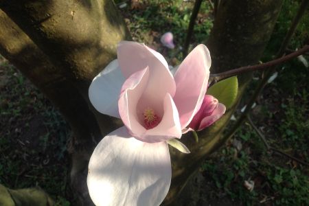 Magnolie_HM_02.jpg